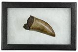 Fossil T-Rex Tooth - Beautiful Enamel & Sharp Serrations #380870-2
